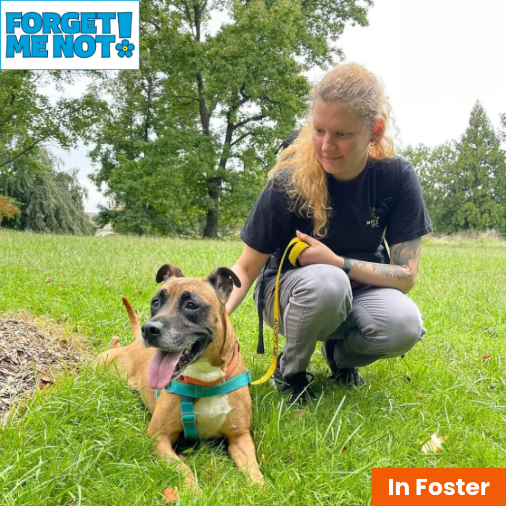 CHARITY - Boxer / Mix available for adoption