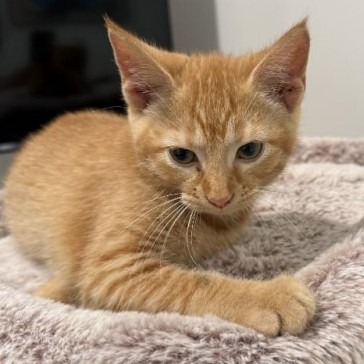 Marmalade C12357
