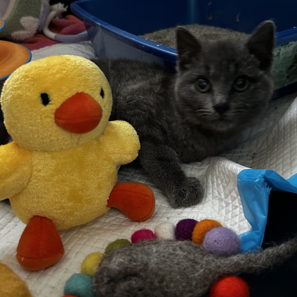 Chicken Little — thumbnail 2