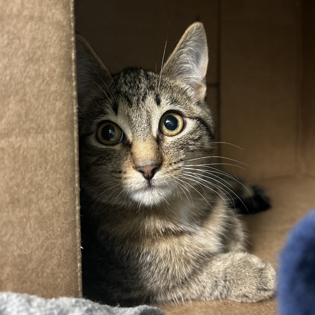 Lysol — thumbnail 4