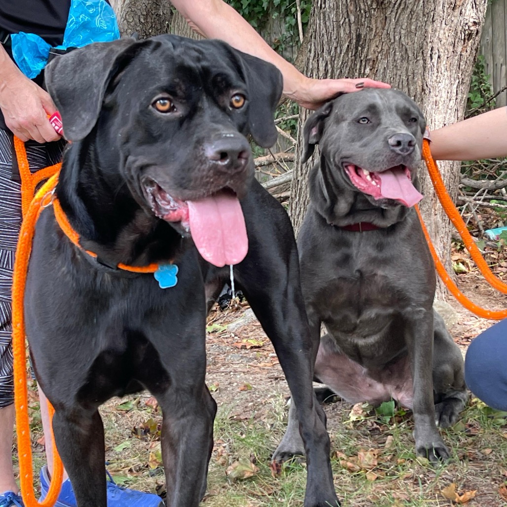 Sheeba (bonded) — thumbnail 3