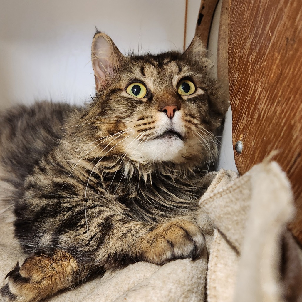 Bobsled — thumbnail 4