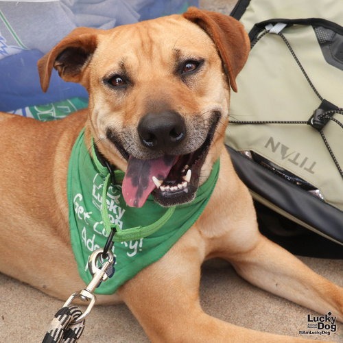 MYRTLE - Retriever, Labrador / Mix available for adoption