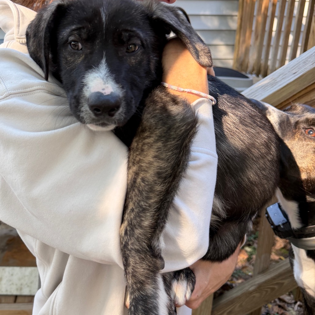 KODI - Pyrenees, Great / Shepherd, Australian available for adoption