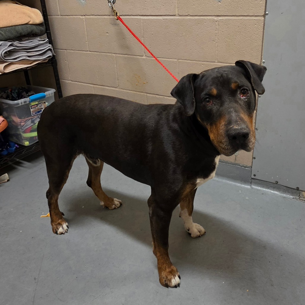 Rottweiler