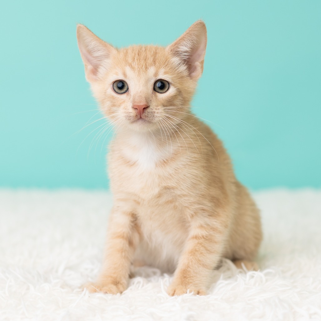Freddie Neko, photo 5