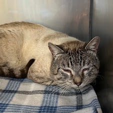 Shrek - Domestic Shorthair