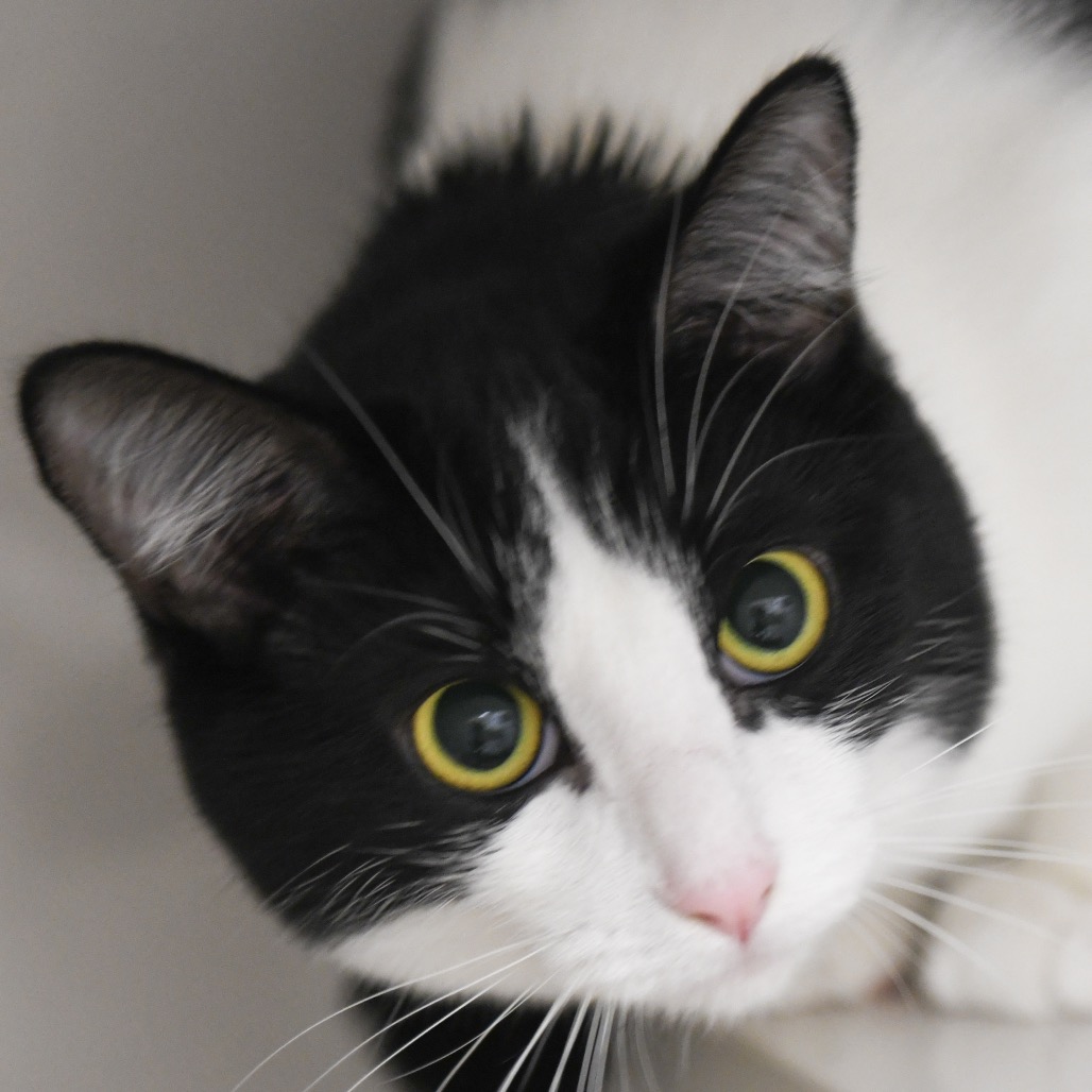 Izzy - Domestic Shorthair