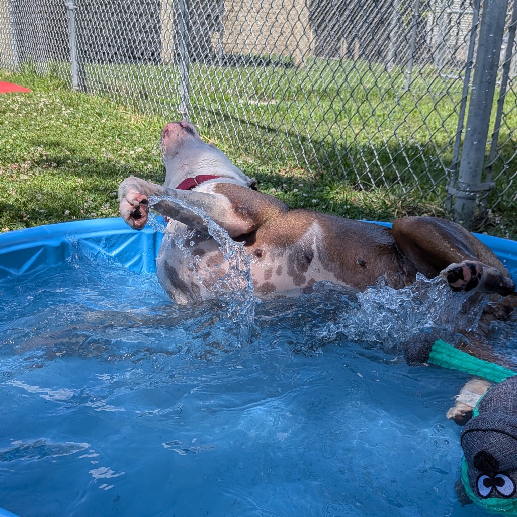 Darcy photo 6