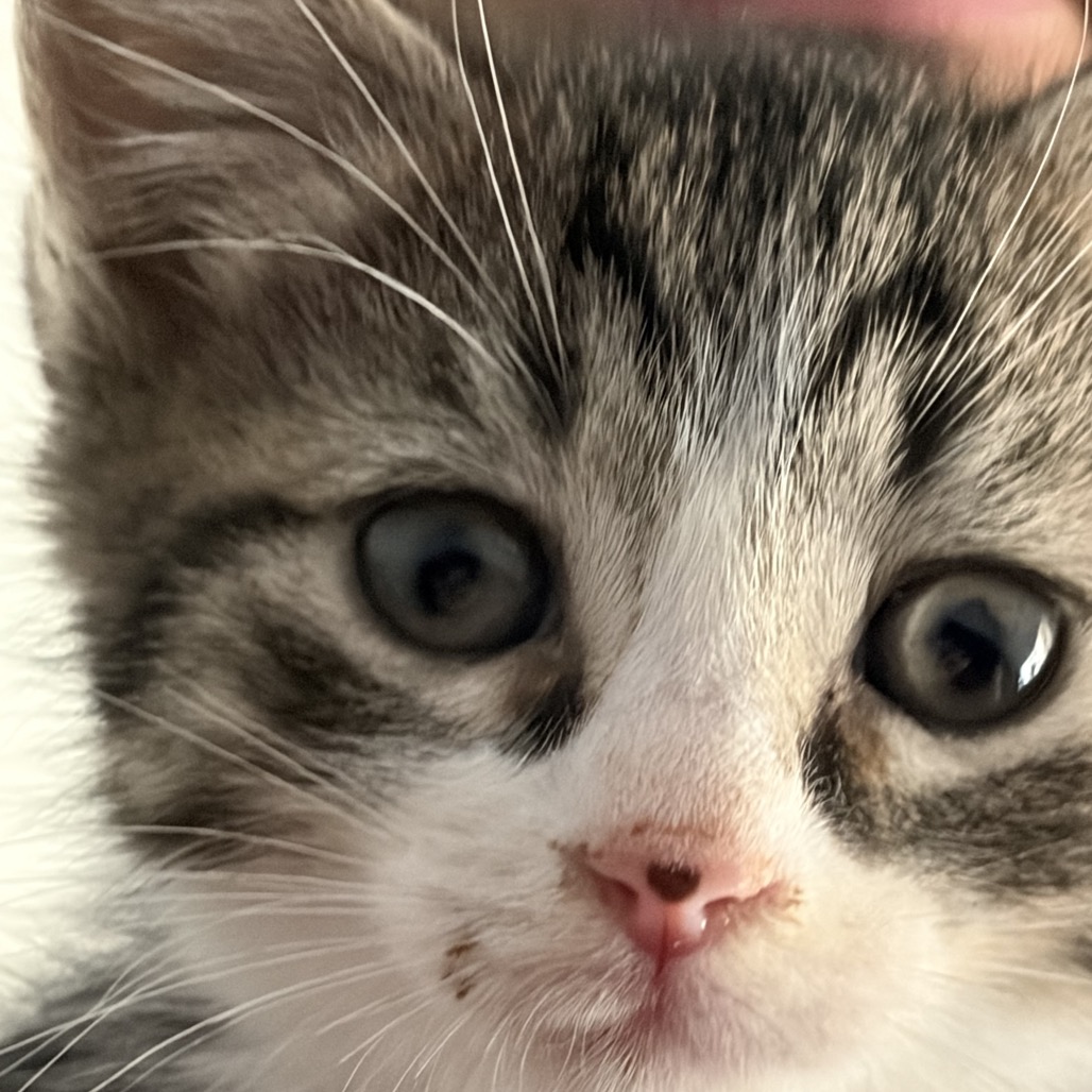 MARTINI - Domestic Shorthair available for adoption