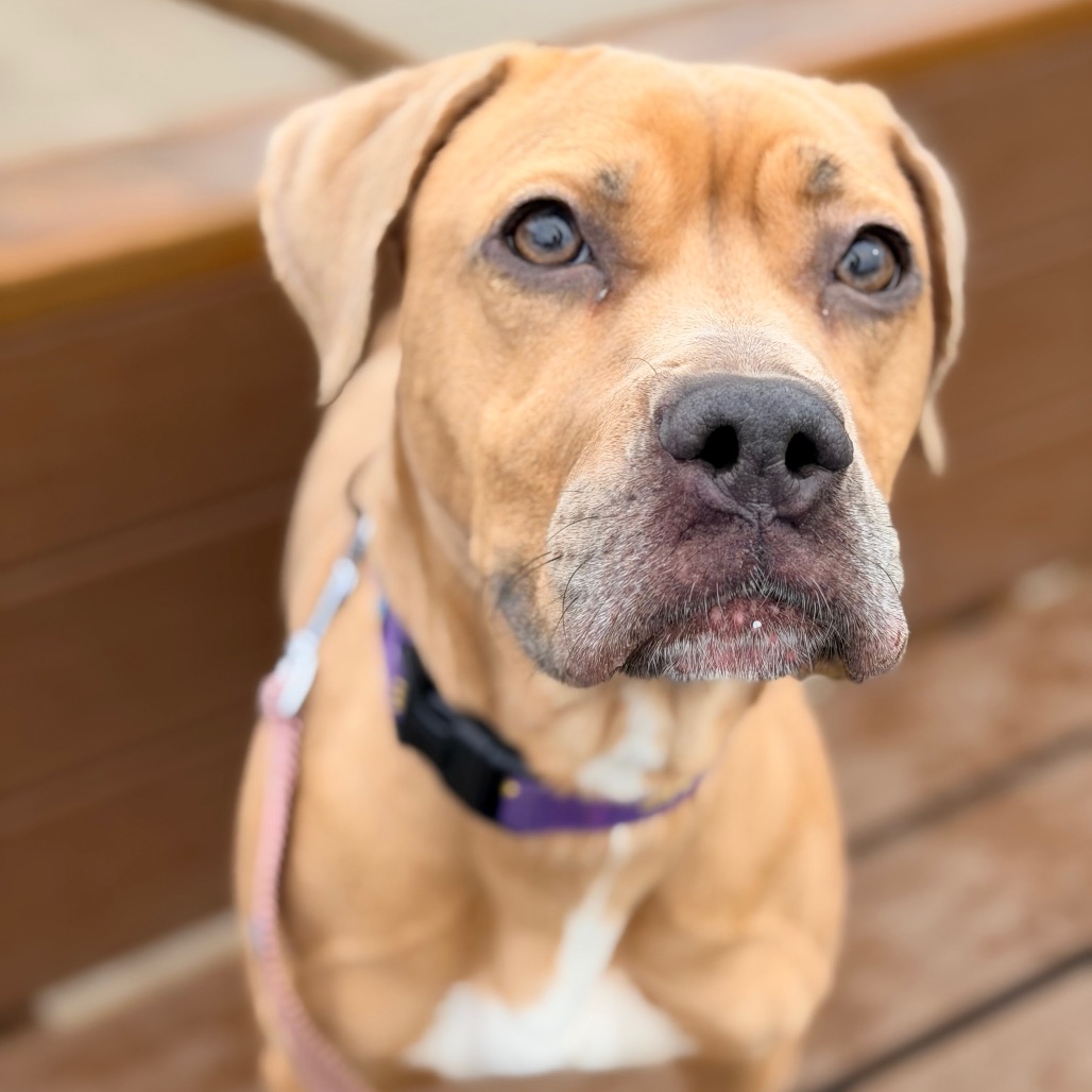 Milli — thumbnail 4