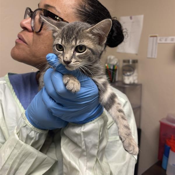 STRIPES - Domestic Shorthair available for adoption