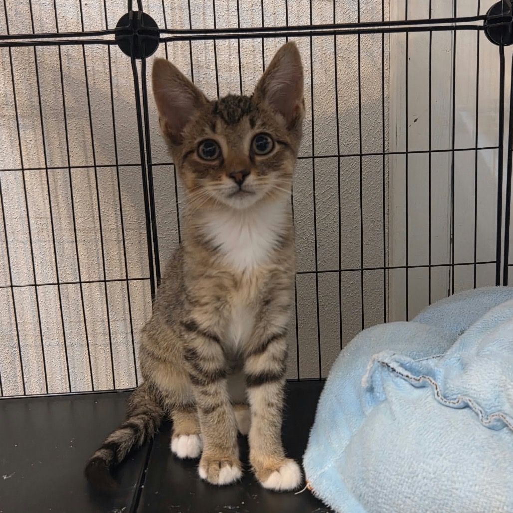 PEPPER-AT PETSMART MADISON EAST - Domestic Shorthair available for adoption