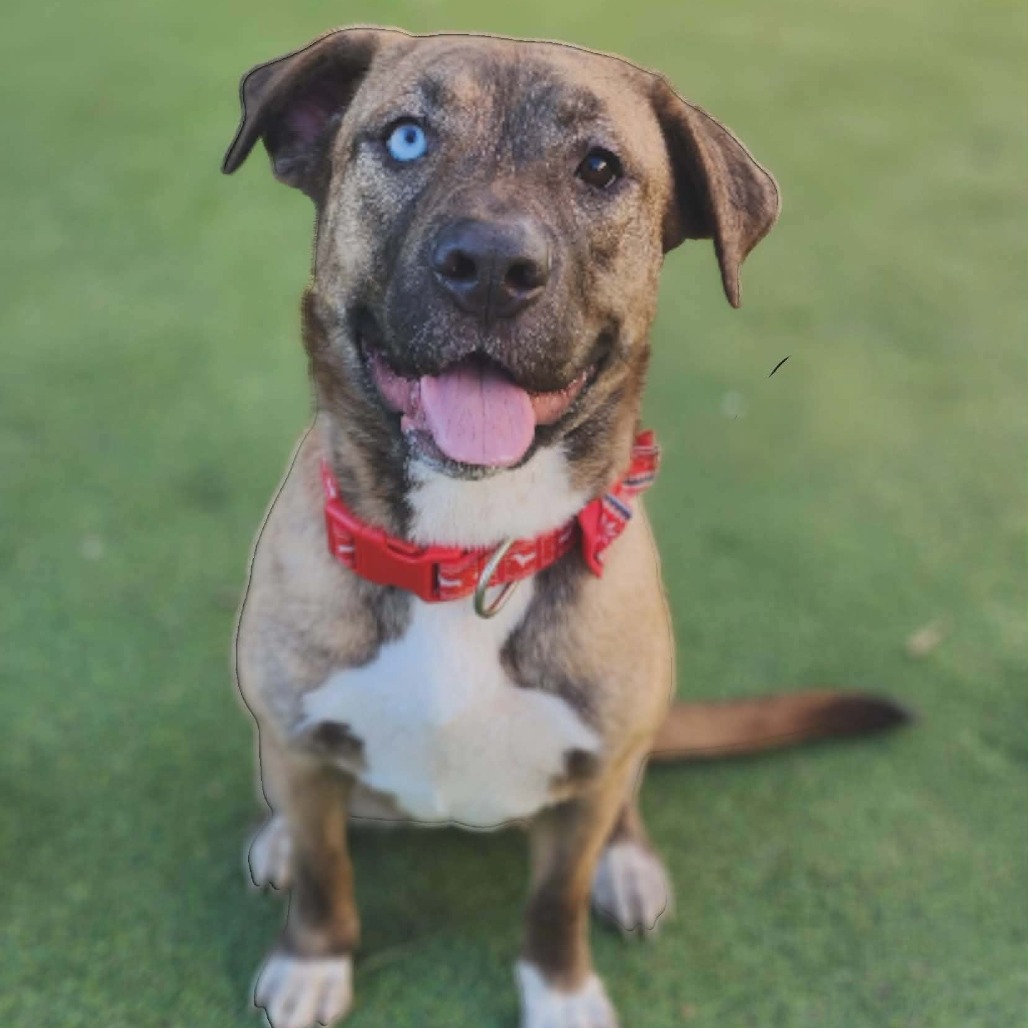 LUNA - PAWS - Mixed Breed (Medium) for adoption in Las Cruces