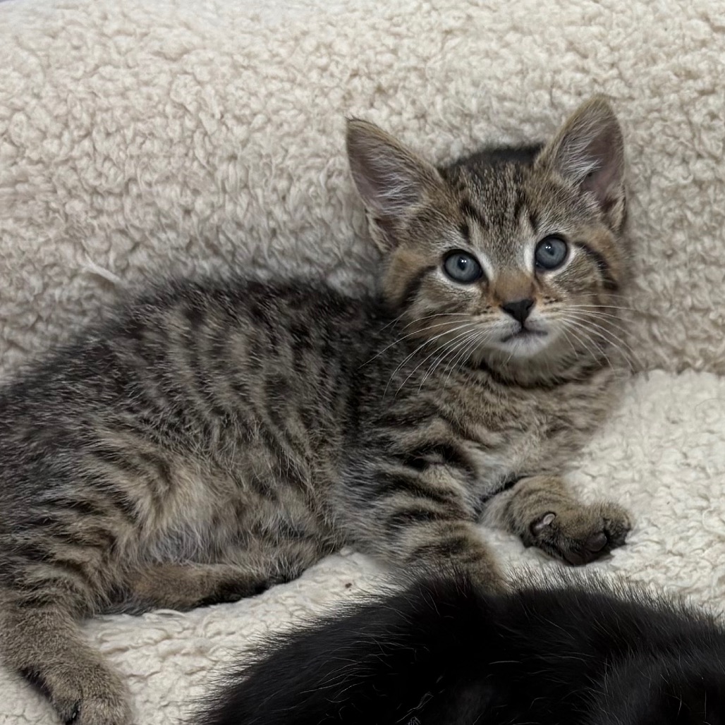 FAGE - Domestic Shorthair available for adoption