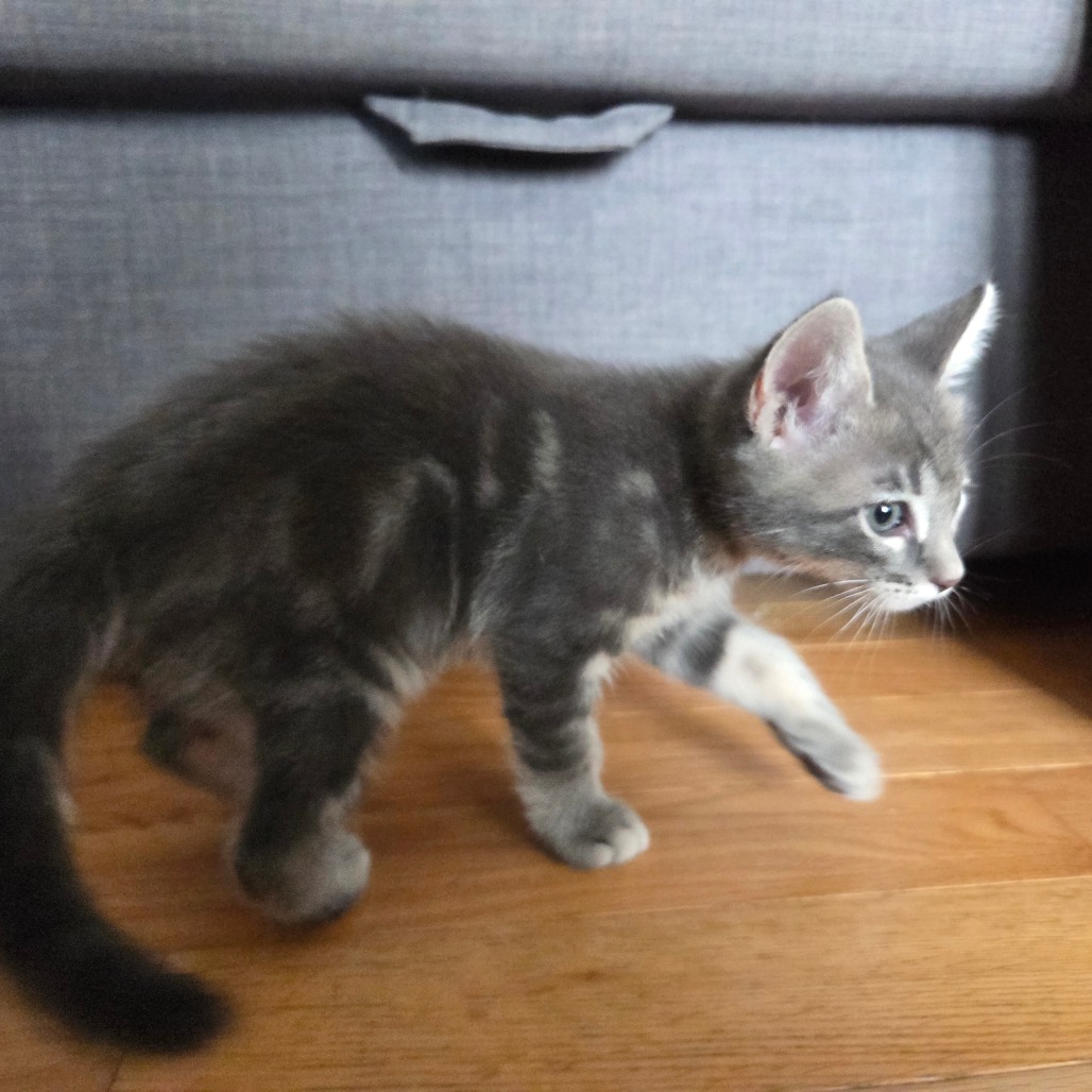 Tzatziki, photo 7