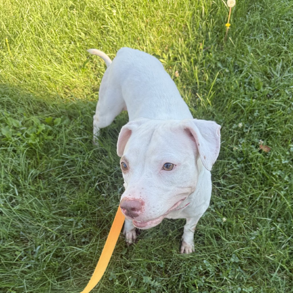 Photo of Pearl 8