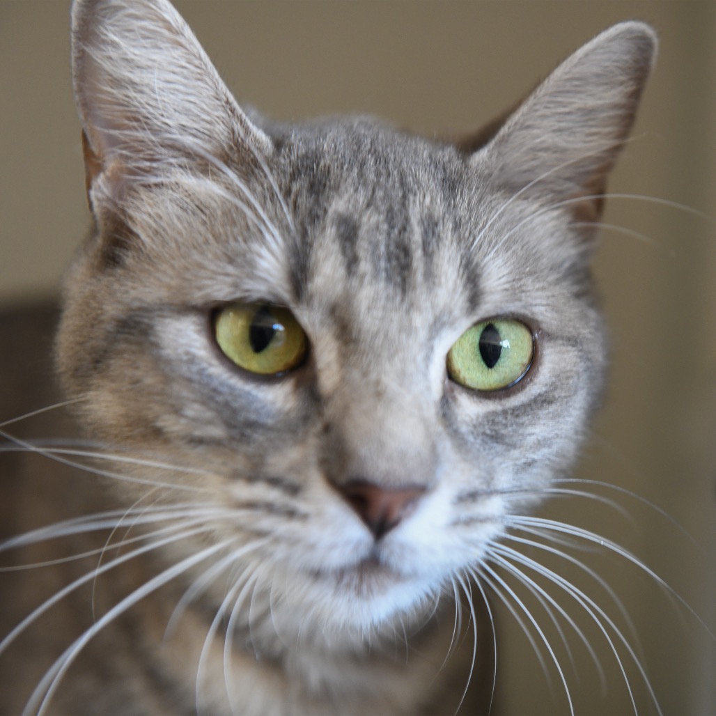 Carlotta - Domestic Shorthair