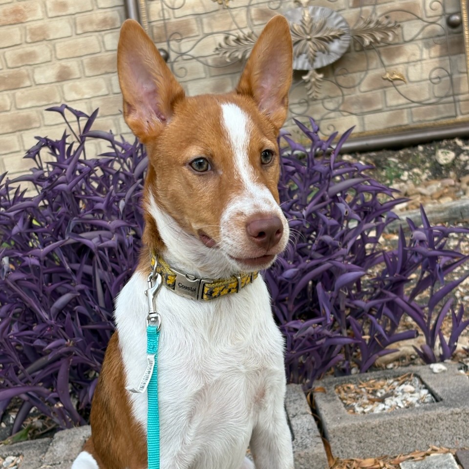 Ollie, photo 5