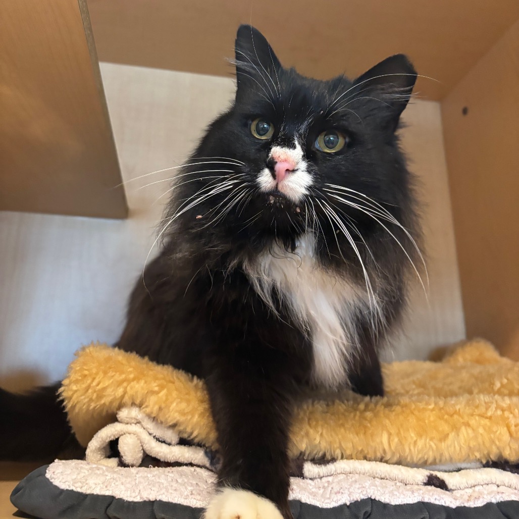 PAPA - Domestic Longhair available for adoption