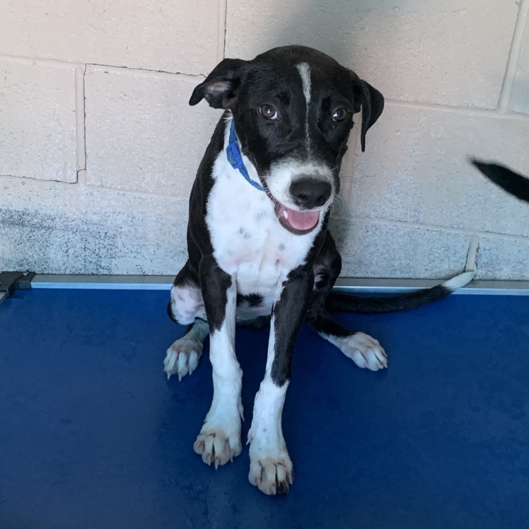 DIXIE - Terrier, American Staffordshire / Mixed Breed (Large) available for adoption