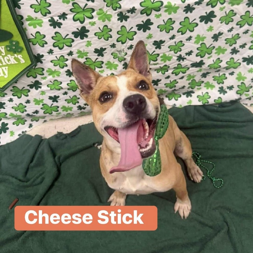 CHEESE STICK - Mountain Cur for adoption in Beaumont