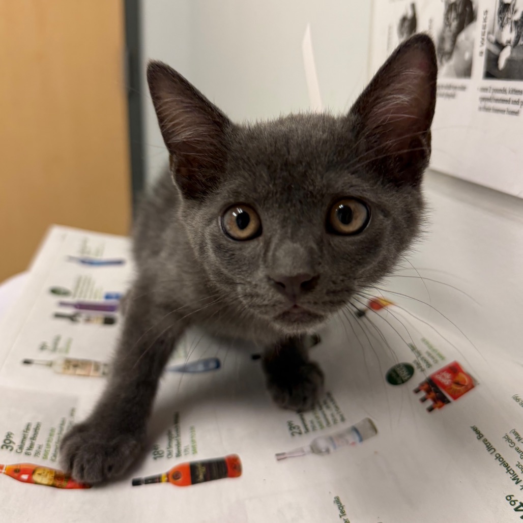 DUSK - Domestic Shorthair available for adoption