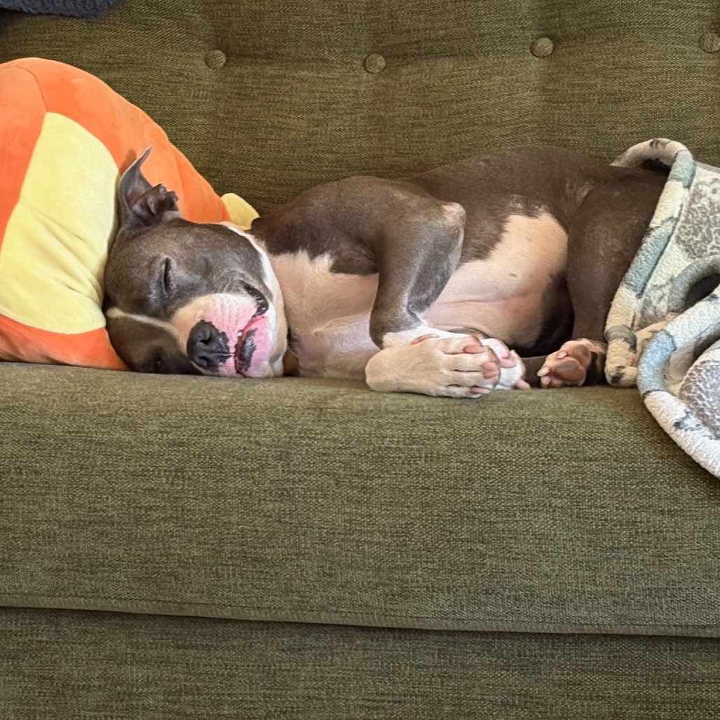Sherman--In Foster, photo 3