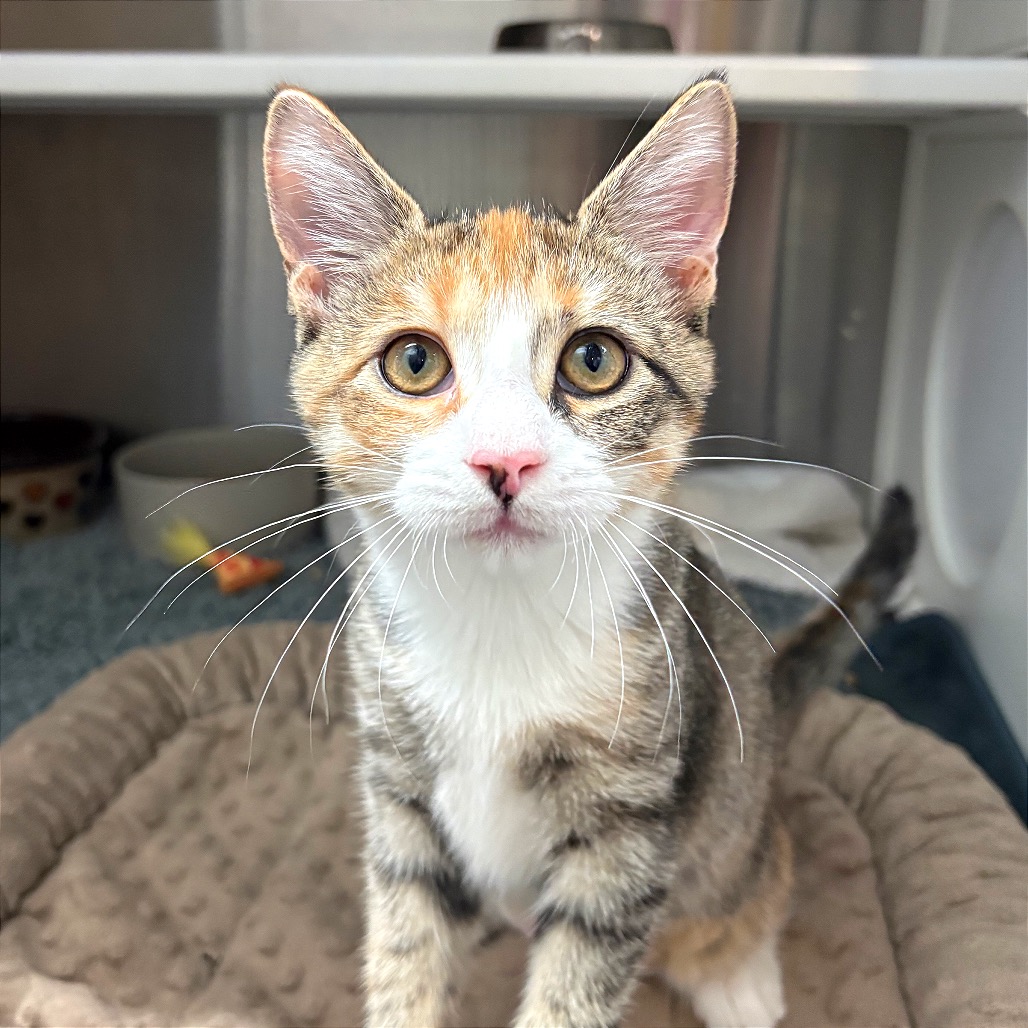 CLAWDEEN WOLF - Domestic Shorthair available for adoption
