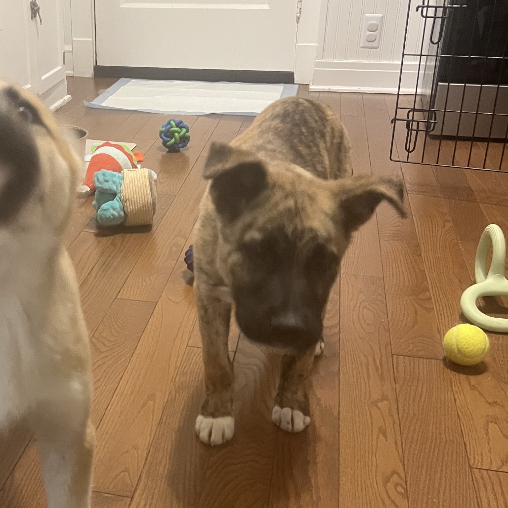 Mickey — thumbnail 3