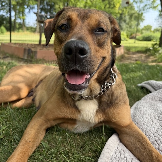 SAVANNAH - Shepherd / Mix for adoption in Dayton
