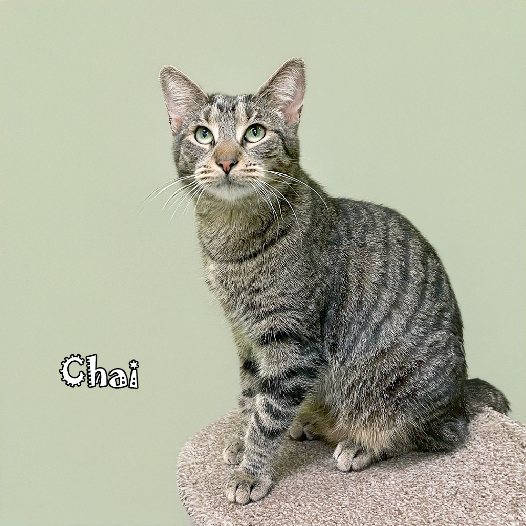 Chai, an adoptable cat