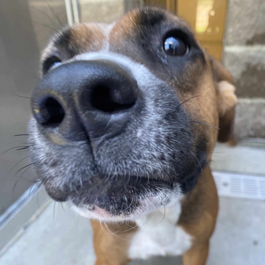 HERCULES - Shepherd / Mixed Breed (Medium) available for adoption