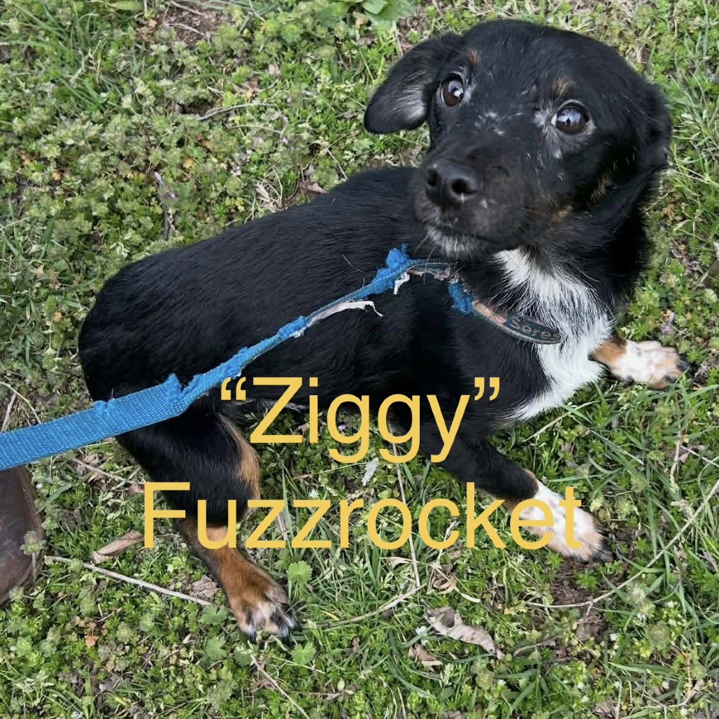 ziggy Fuzzrocket 