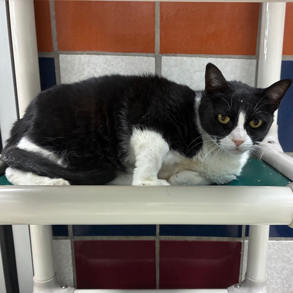 OREO - Domestic Shorthair available for adoption