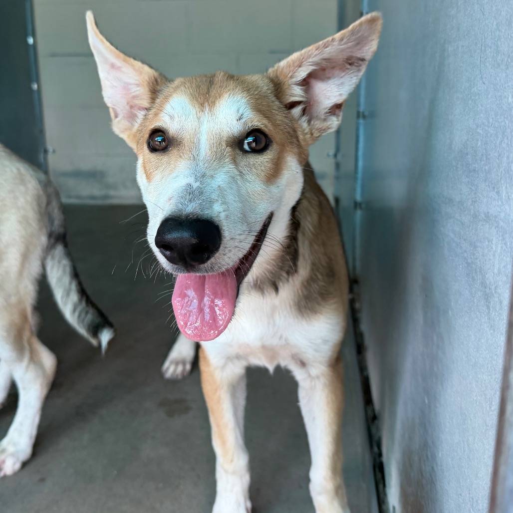 CARL - Retriever, Yellow Labrador / Husky available for adoption