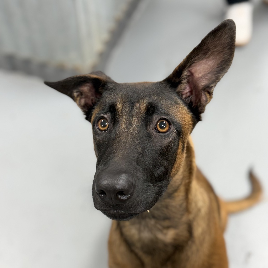 Dottie