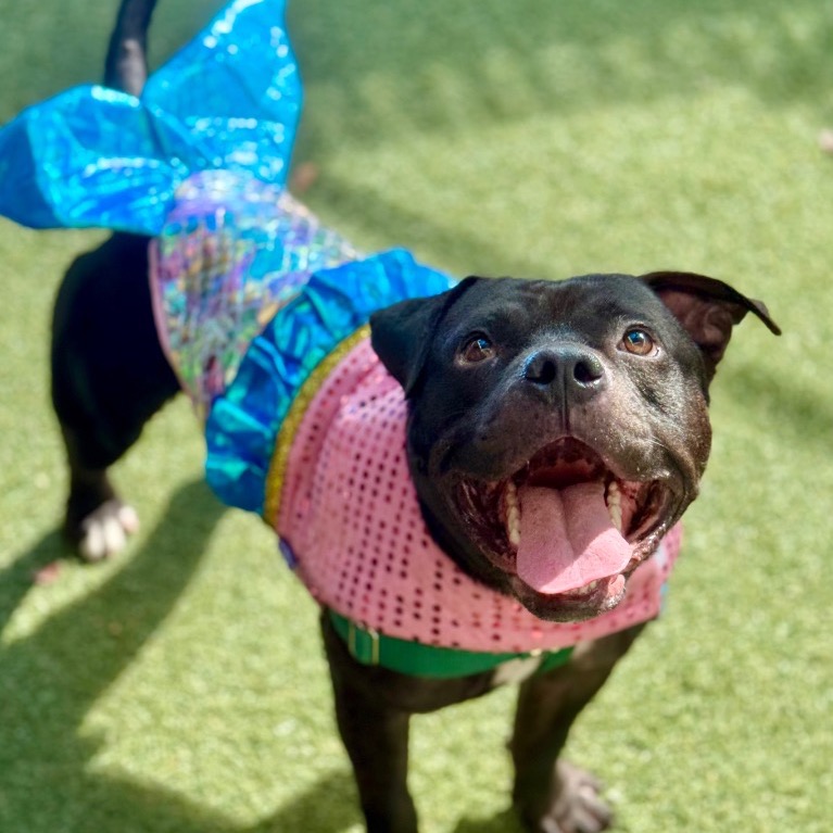 Another portrait of Pops