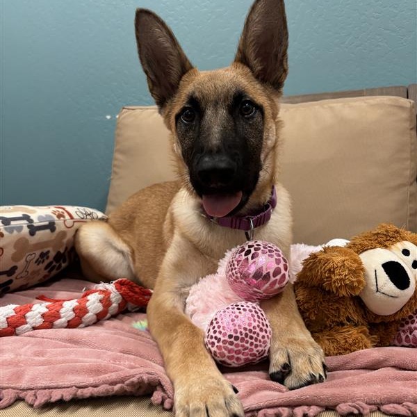 Serenity: Female 5 Shepherd, German/Malinois, Belgian