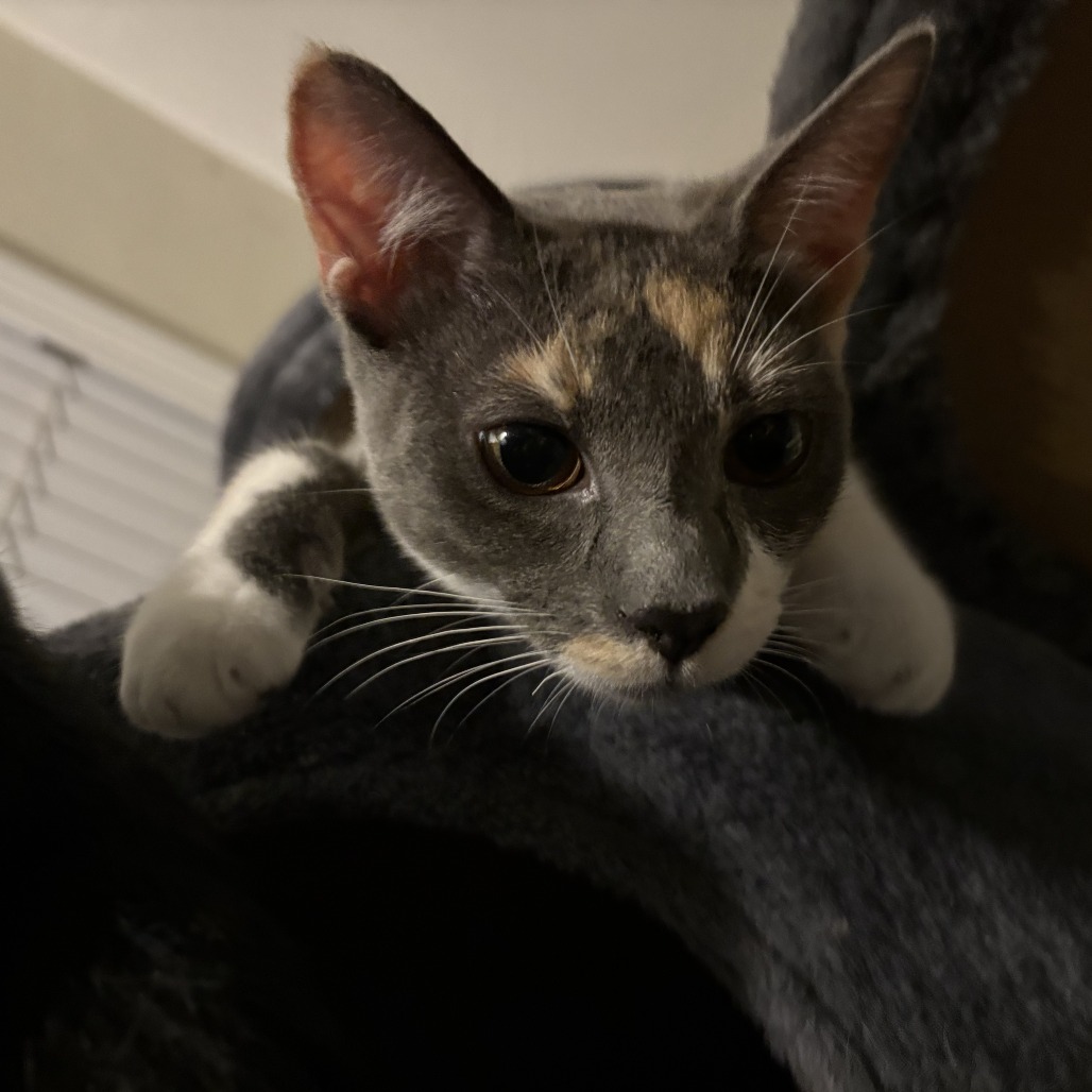 Cleo, photo 4
