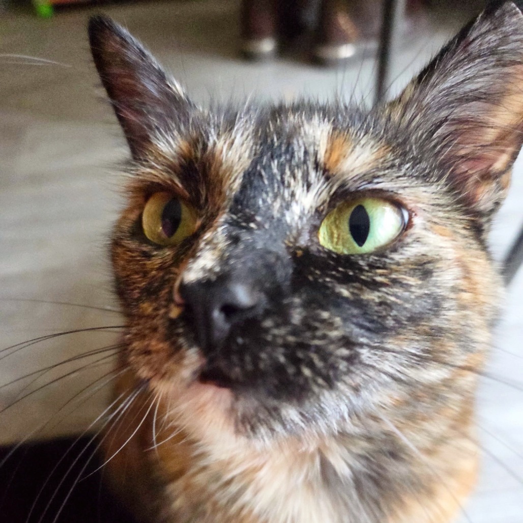 MIMI - Domestic Shorthair available for adoption