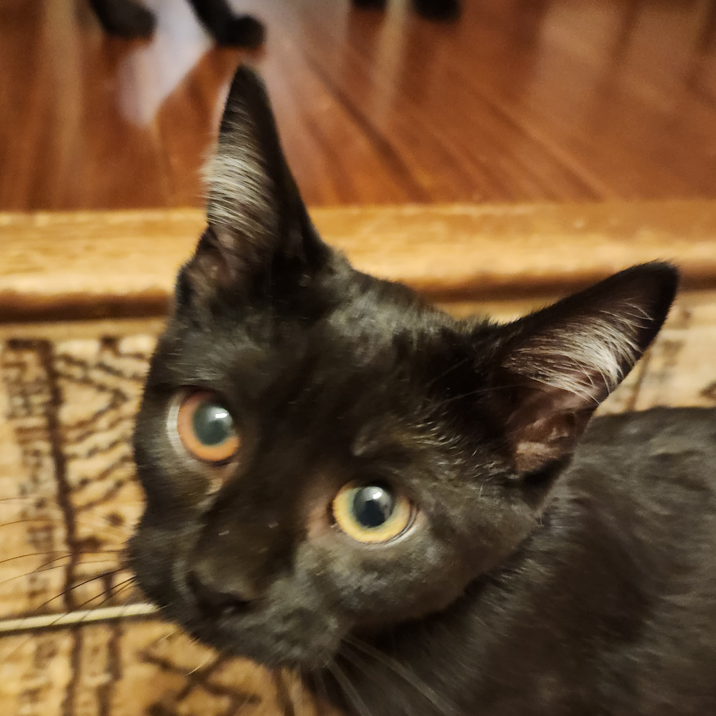 Oreo