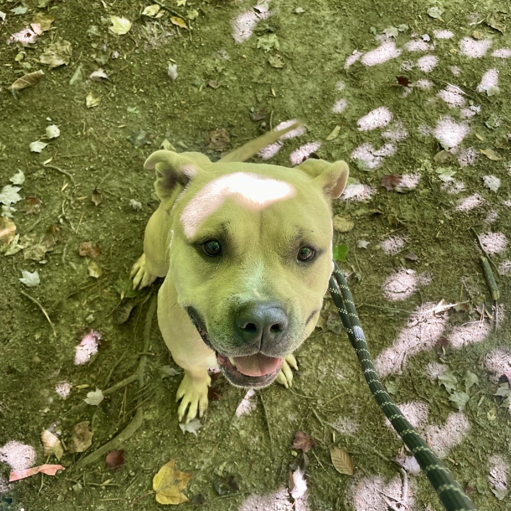 Apollo, photo 10