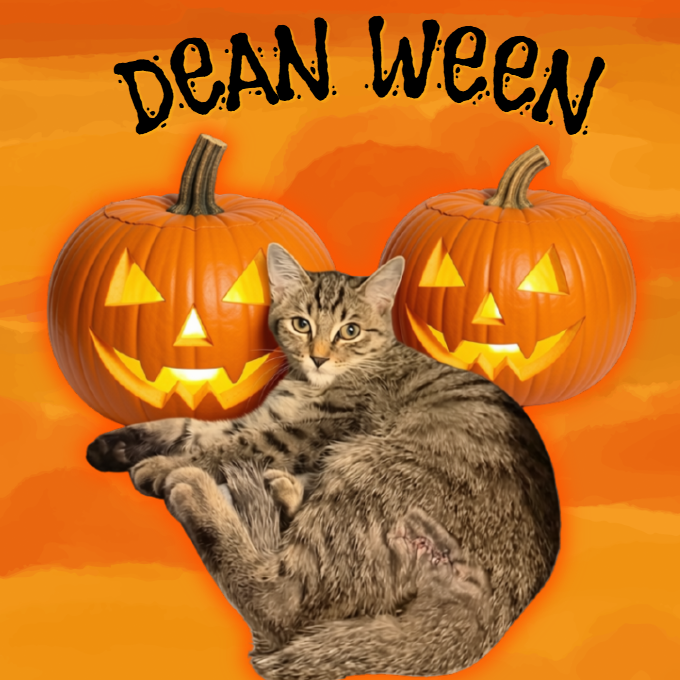 DEAN WEEN - Domestic Shorthair available for adoption