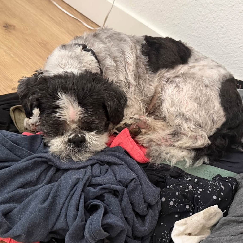 Olaf, photo 14