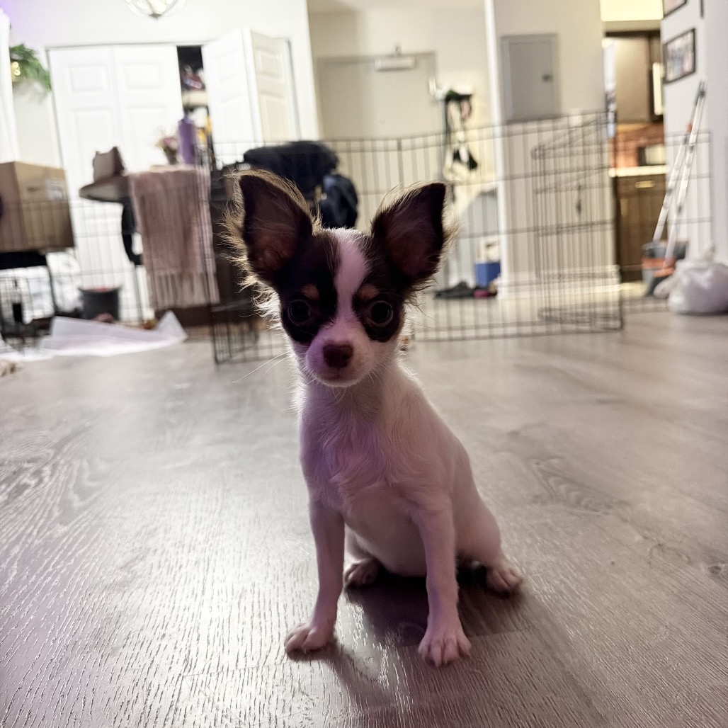Chihuahua