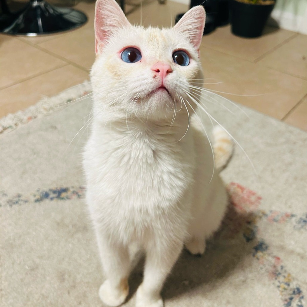 Cayenne, photo 6