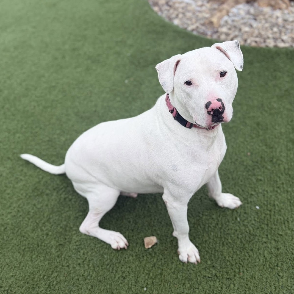 Barley — thumbnail 7