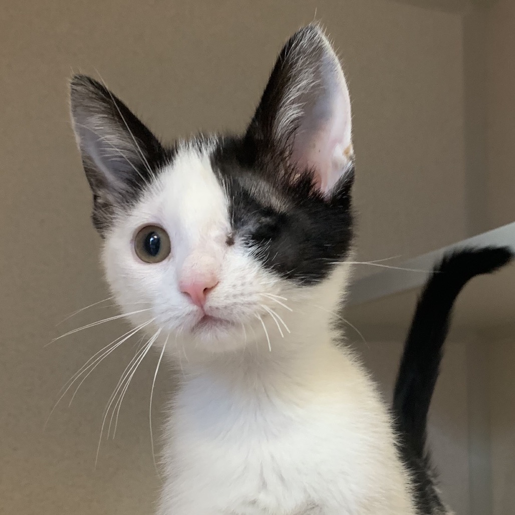 Katniss - Domestic Shorthair