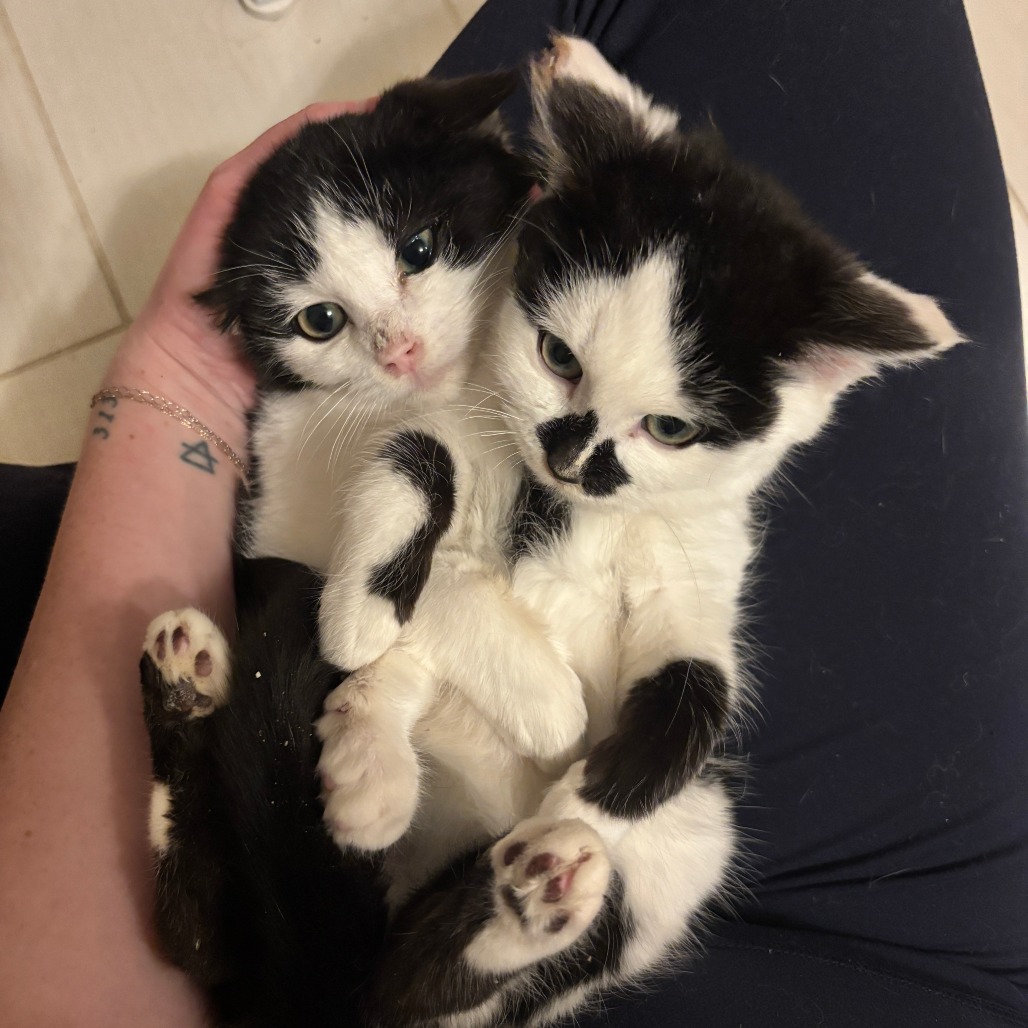 Felix — thumbnail 5